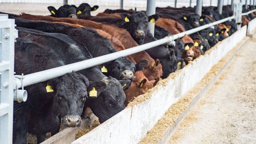 Global beef sector sets out biodiversity and climate commitments