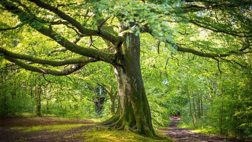 Multi-million-pound government funding boost for researchers exploring climate and social benefits of trees