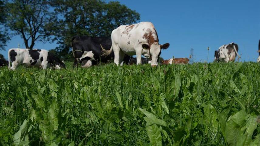 Tesco to subsidise more sustainable livestock feed for dairy farmers