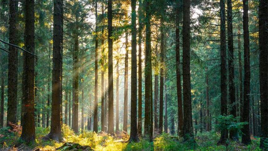EU lawmakers slam flagship forest strategy as ‘vague’ and ‘overstepping EU remit’