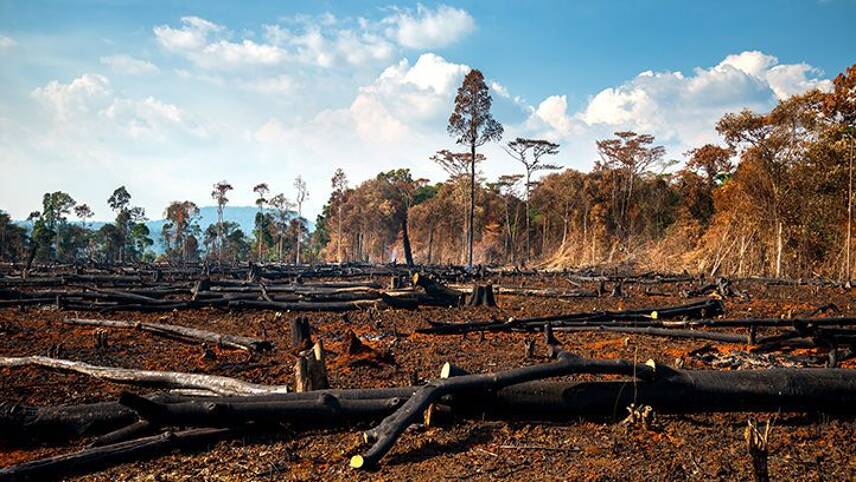 Banks linked to $800bn in annual nature destruction, report warns
