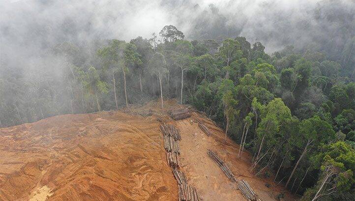 EU proposes mandatory due diligence to stop deforestation in supply chains