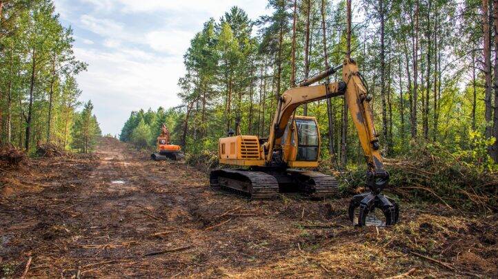 Two-thirds of finance giants ‘continuing to fund deforestation’, report warns