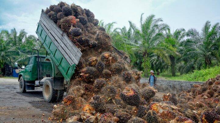 Traceable palm oil: Unilever and SAP team up for blockchain supply chain tracking