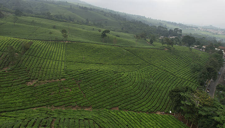 Lipton trials climate mitigation measures for tea growers in Kenya