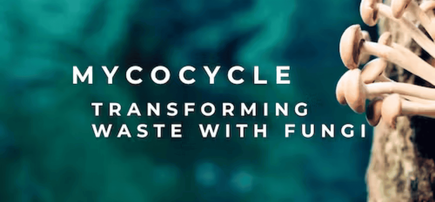 Training fungi to consume construction waste