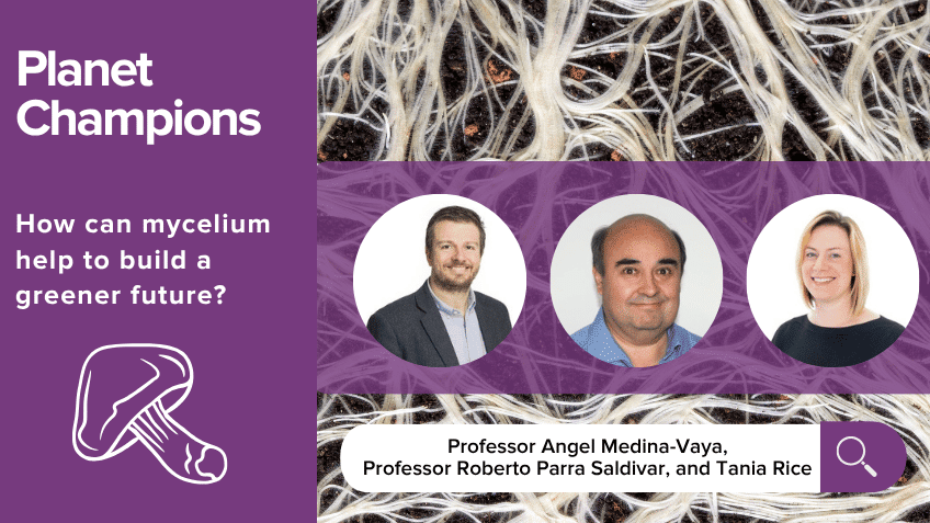 Mycelium’s climate potential: the expert view