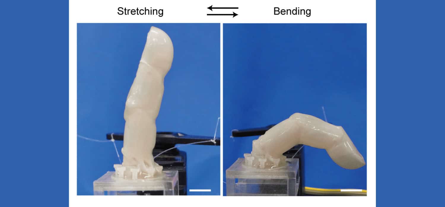 Scientists put living skin on a robot ‘finger’