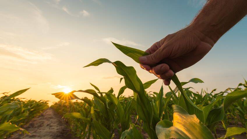 Could gene-editing boost global crop yields?