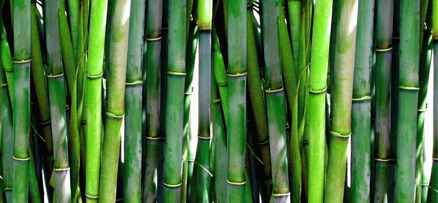 Making bamboo processing more sustainable