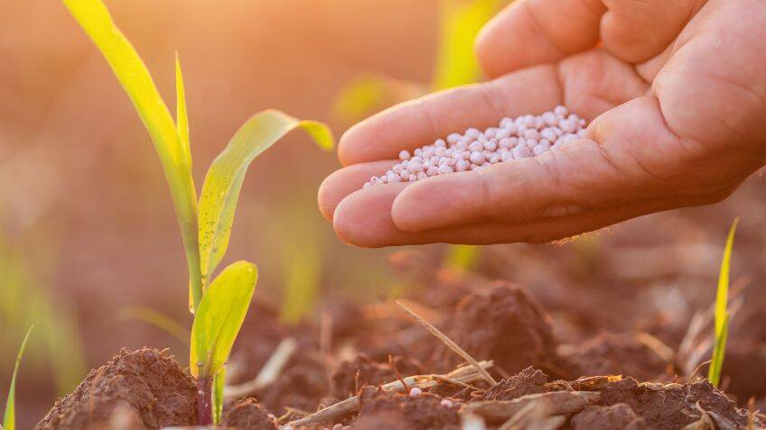 AI cuts fertiliser use in corn farming