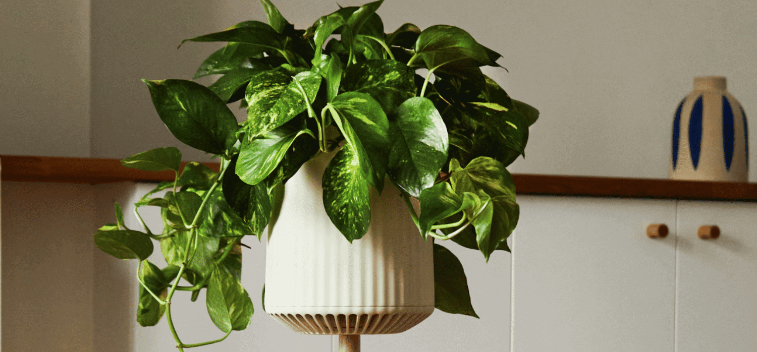 ‘Super plants’ improve home air quality 