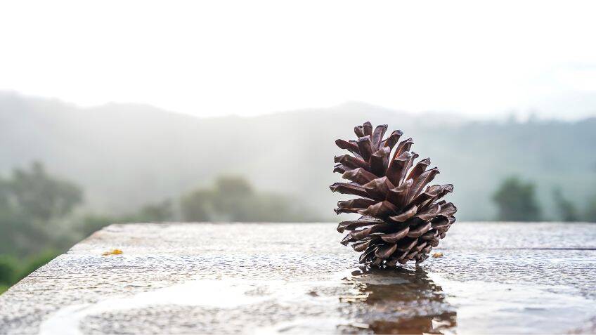 Bio-inspired shading for cooler buildings