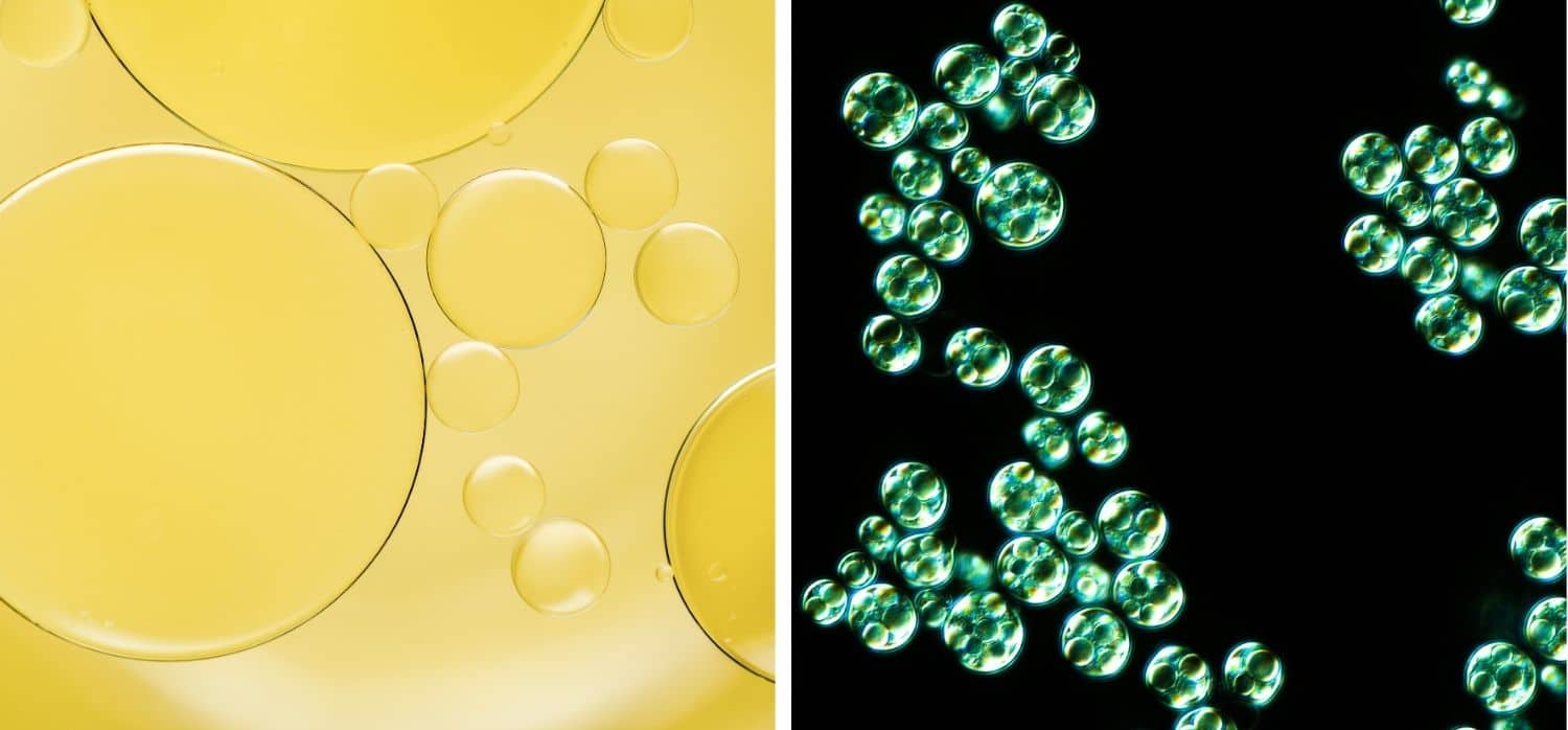 Revolutionising outdoor gear with microalgae