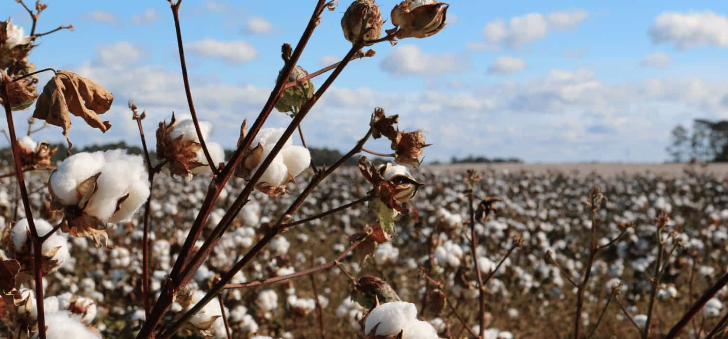 New Zealand textile companies collaborate on closed-loop production