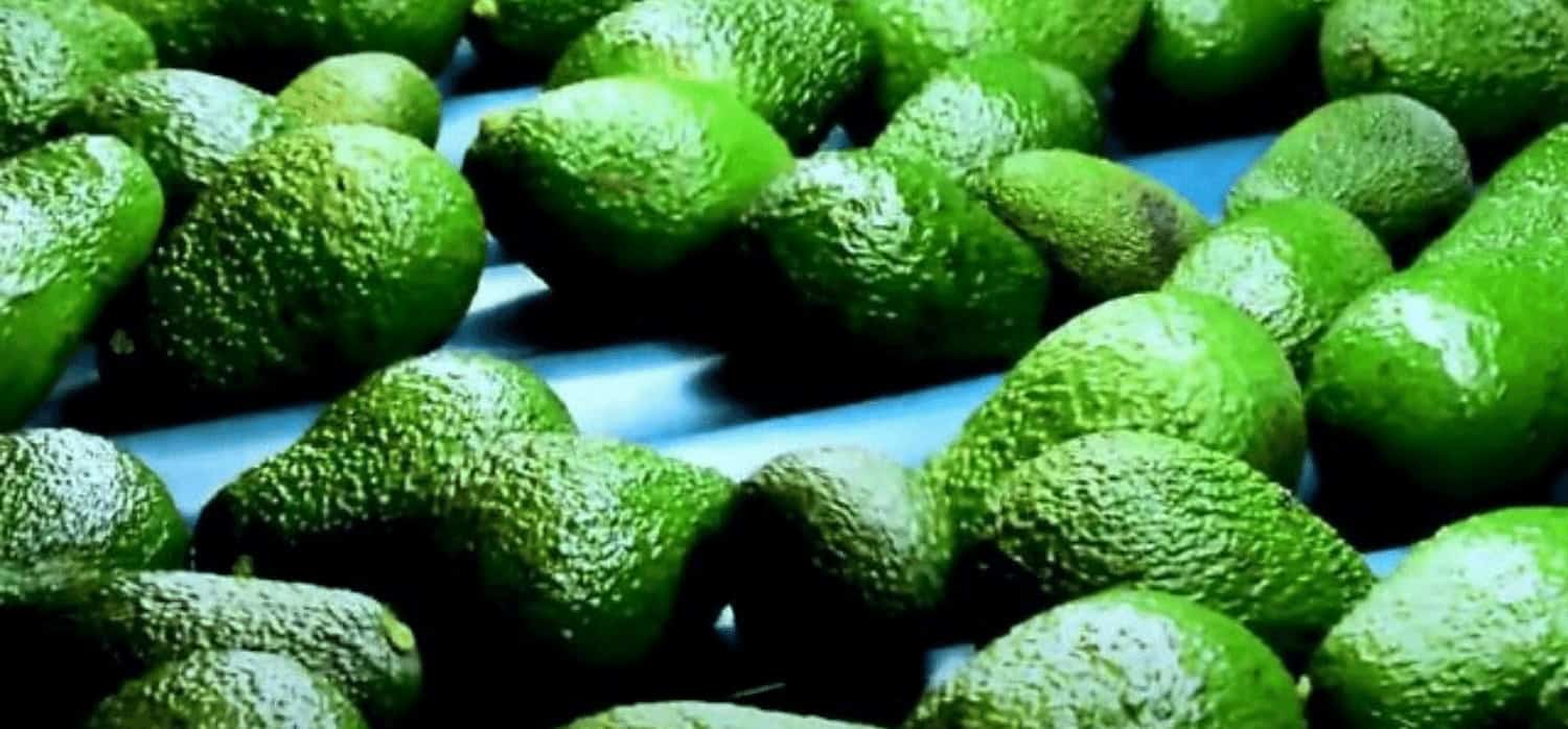 AI checks the freshness of fruit