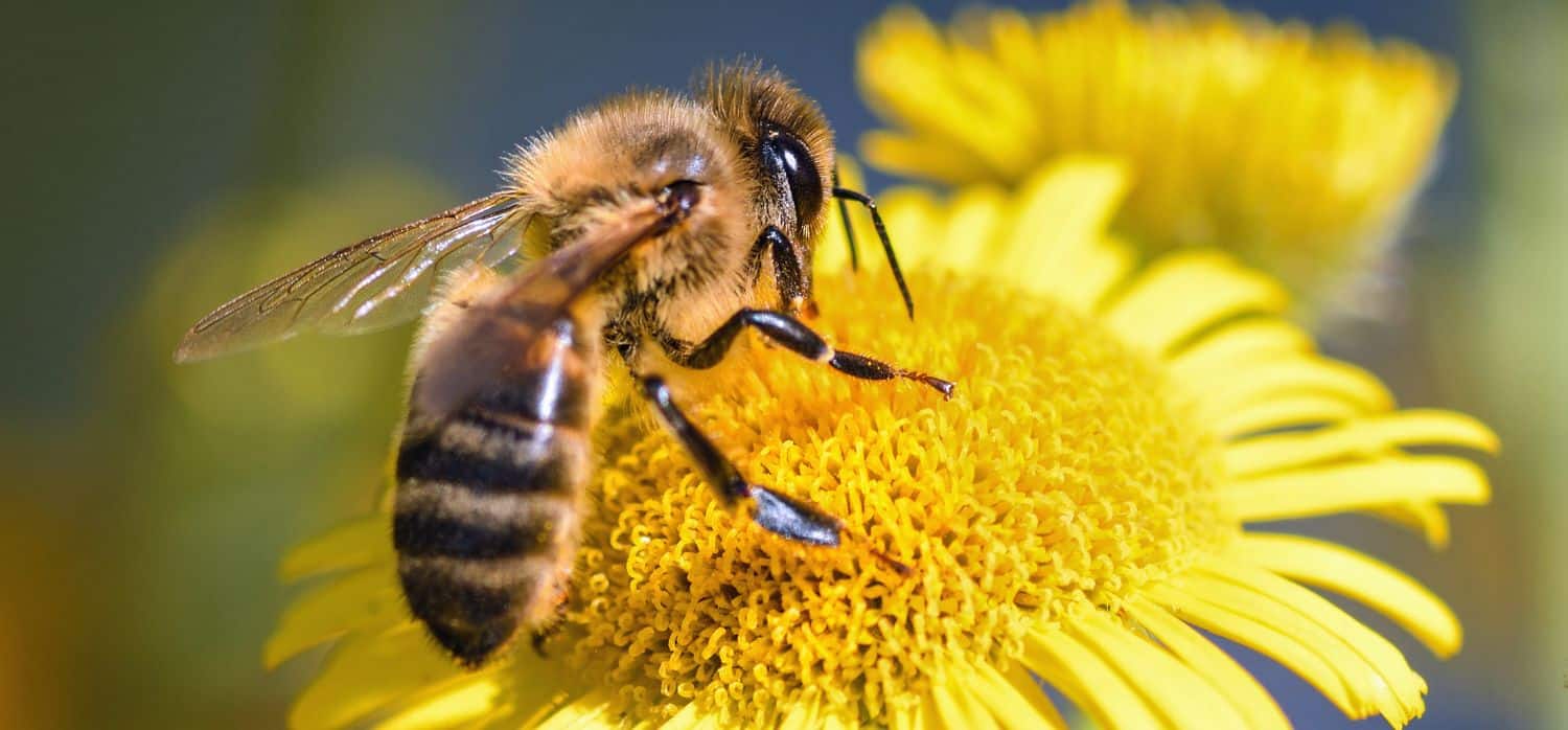 A world-first vaccine for honeybees