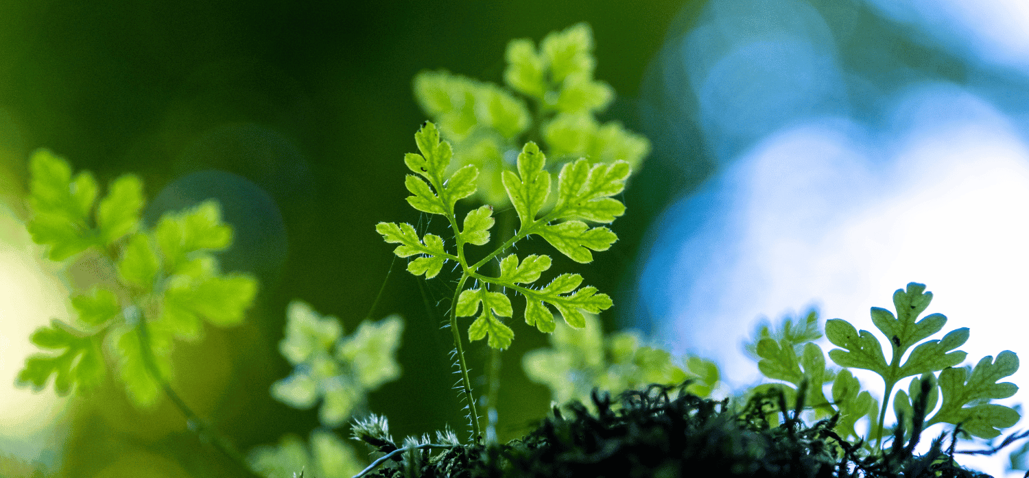 Combining machine learning and ancestral wisdom to uncover plant-based food ingredients 