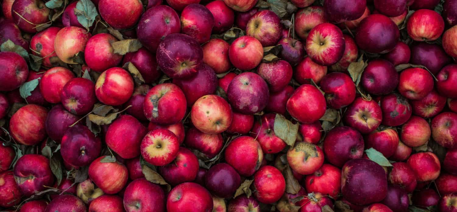 Edible food coating solution extends shelf life by weeks