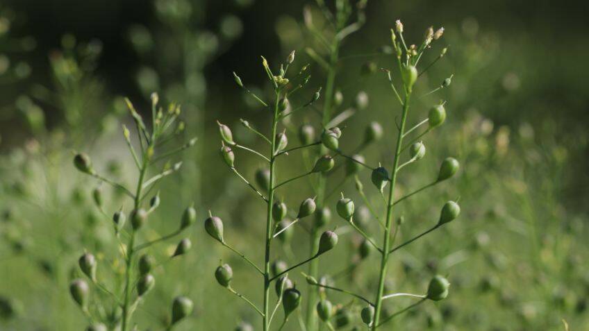 Using plants to mine precious metals