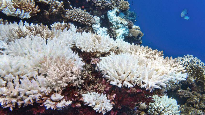 Can this gel help restore coral reefs?