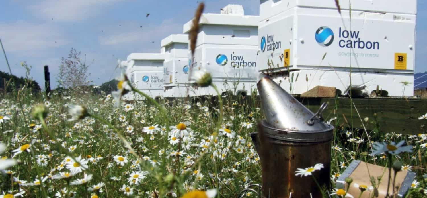 AI shines a light on the biodiversity of solar farms