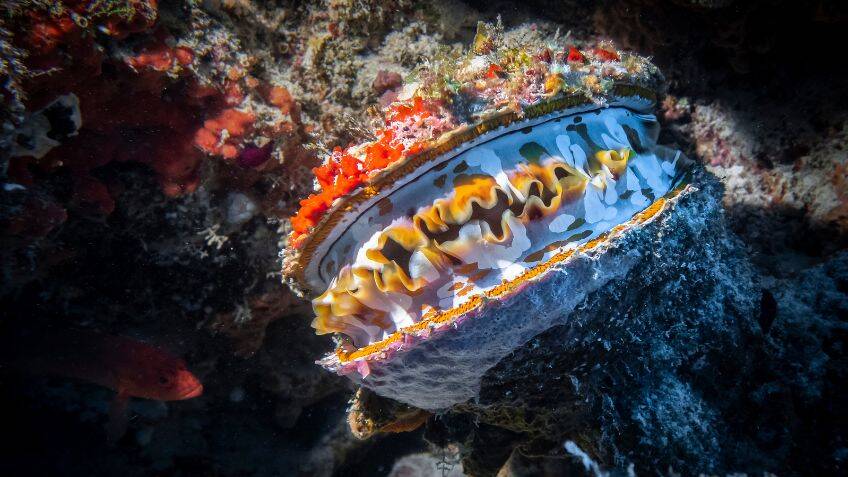 Can IoT molluscs monitor water quality?