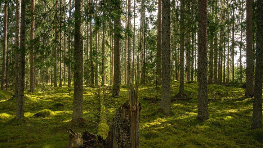 Using forest materials to combat air pollution