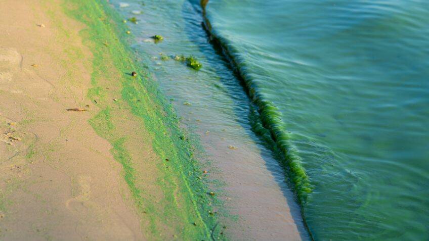 Using harmful algae to tackle pollution