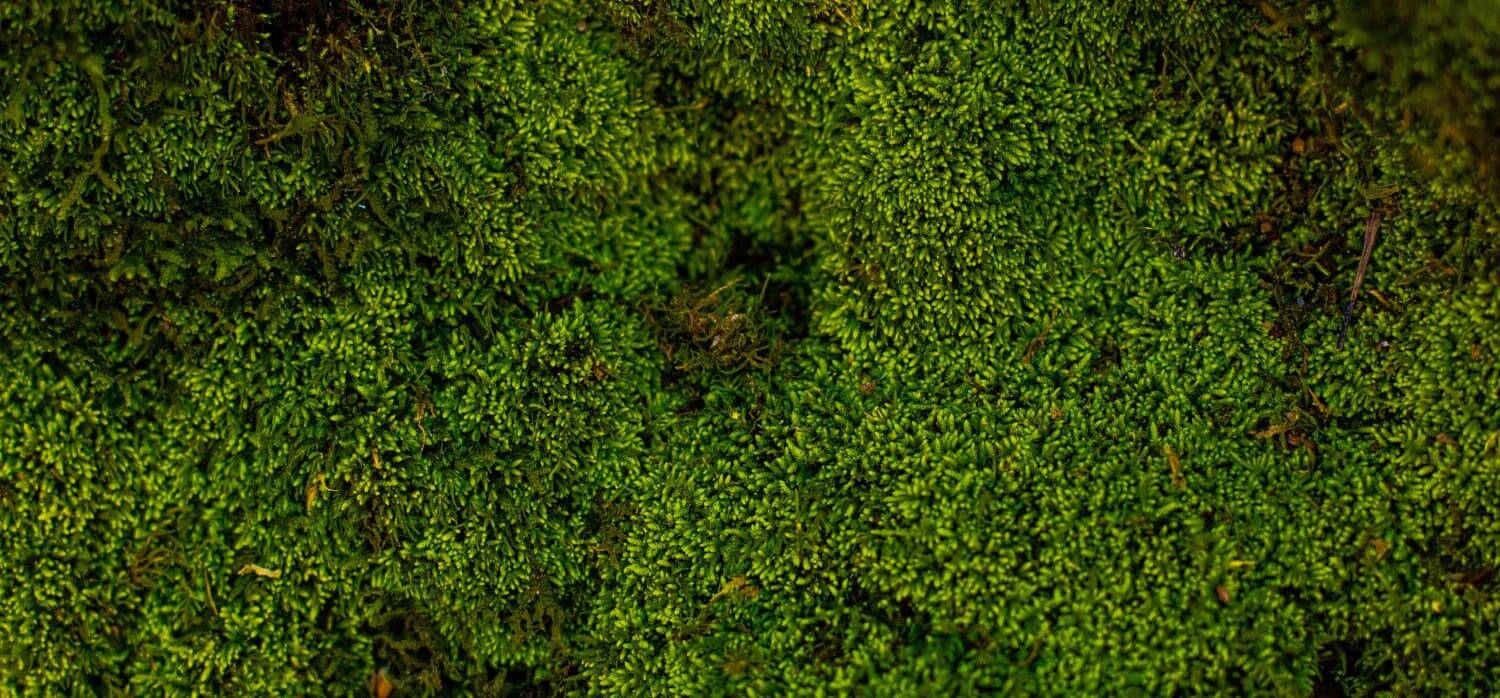 Moss wall biofilters clean and cool city air