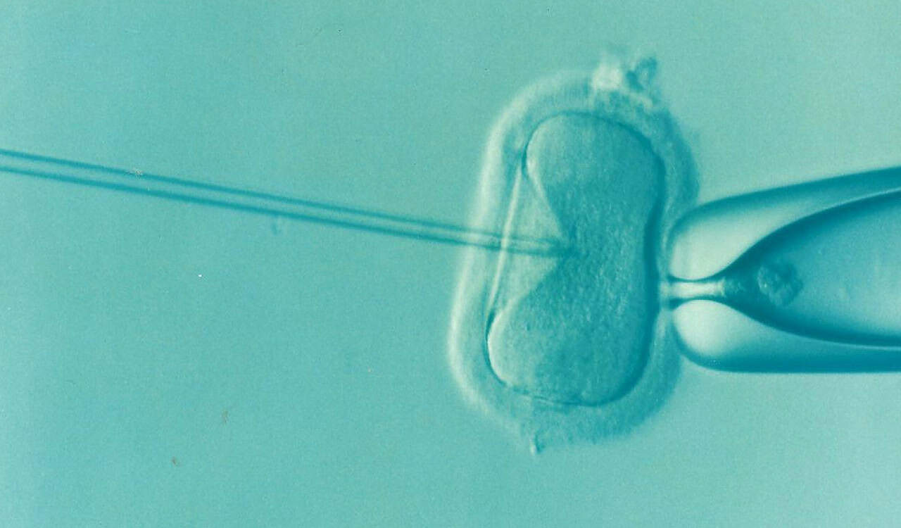 AI tool predicts likelihood of IVF success