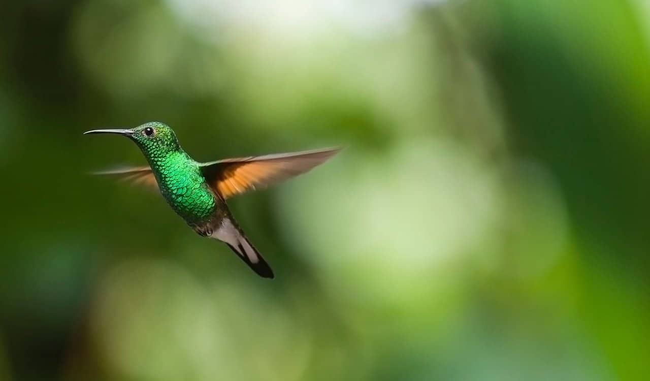 VR app raises awareness of New Zealand’s native birds