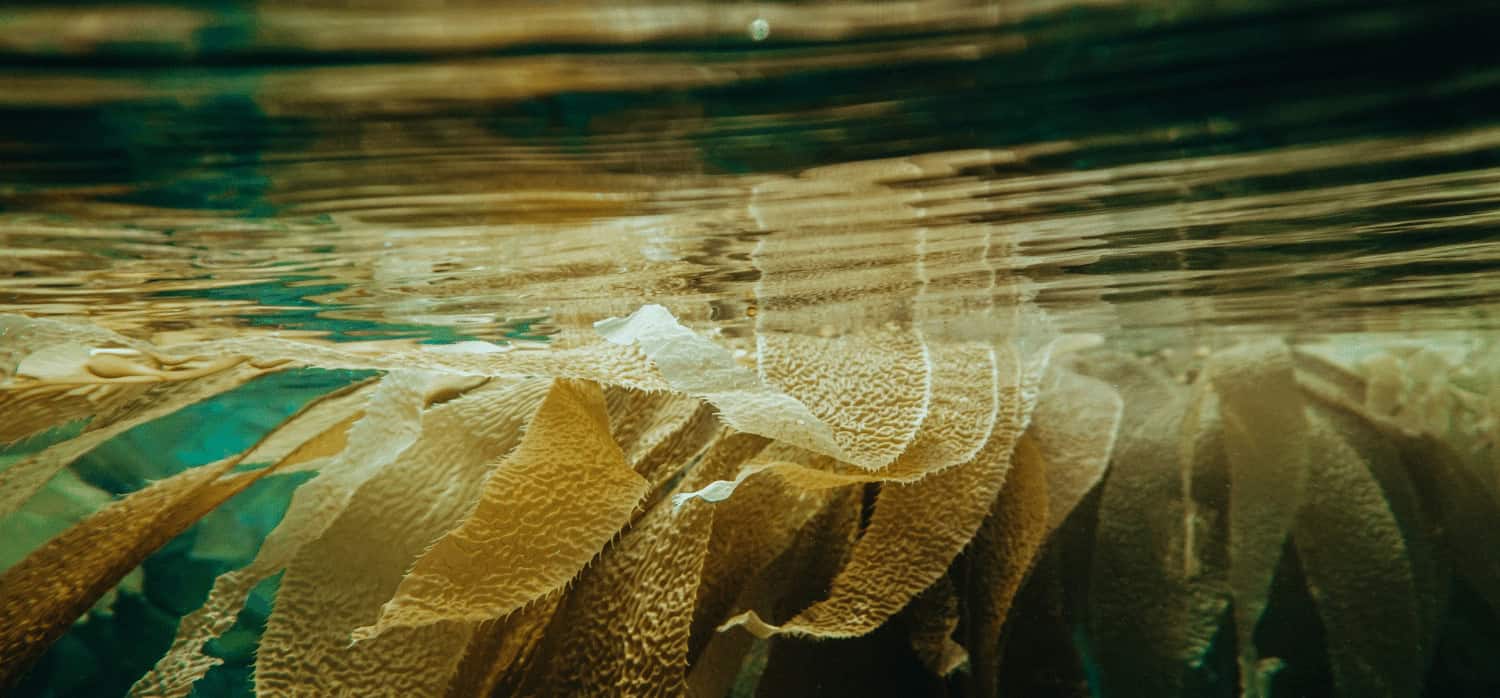 Scottish startup develops seaweed-based, marine-safe bio-packaging