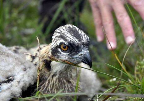 Big brother is watching: CCTV gives insight into Kielder Water’s osprey