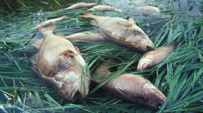 SWW fined for failing to report pollution-incurred fish deaths