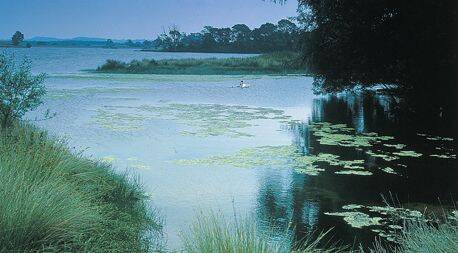 Government calls for help to deliver more biomass fuel from wetlands