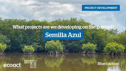 EcoAct project development | Blue carbon mangrove restoration| Mexico